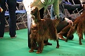 Crufts2011 041
